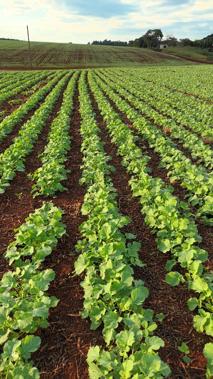 Canola en crecimiento