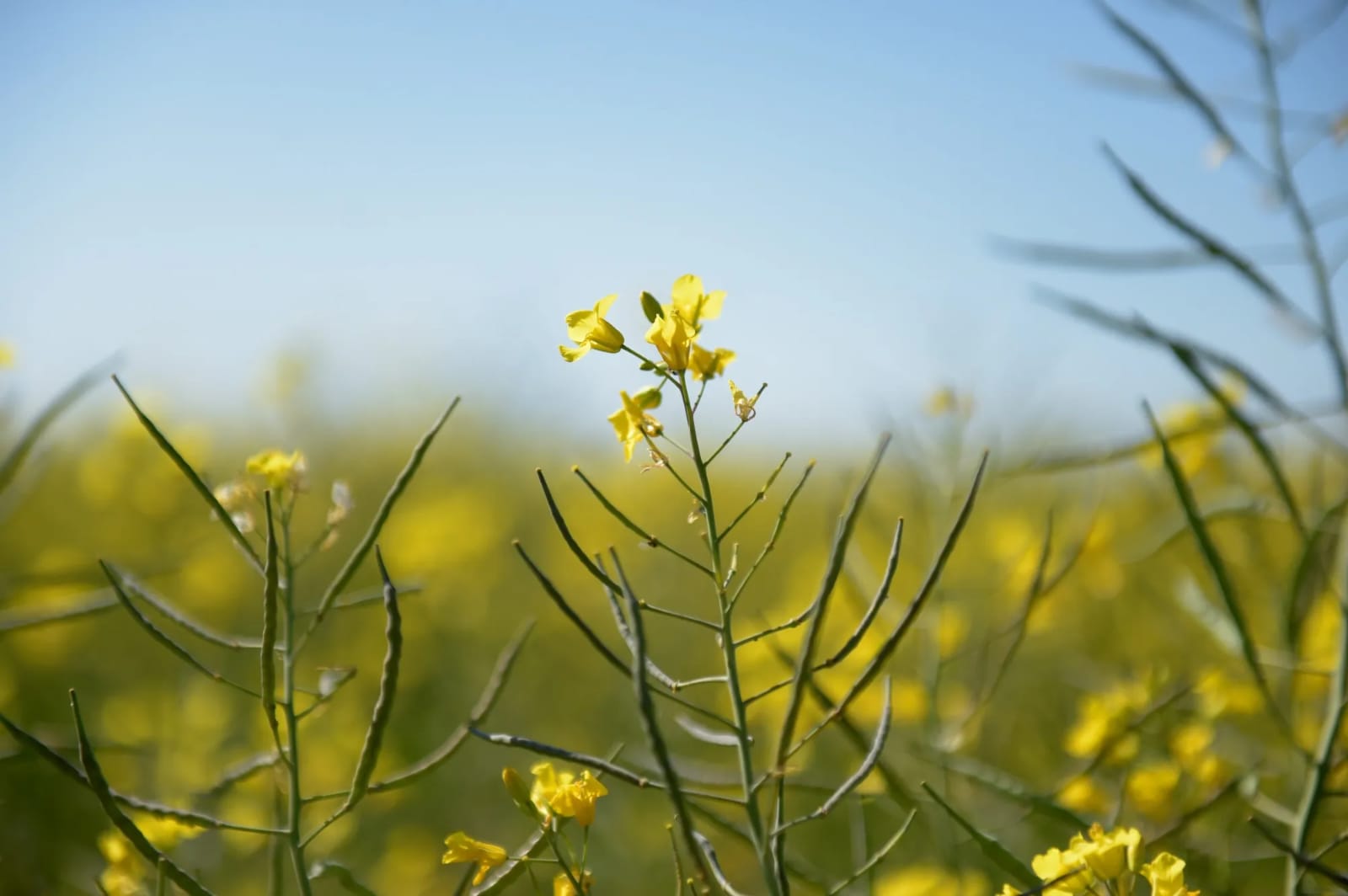Canola en floración