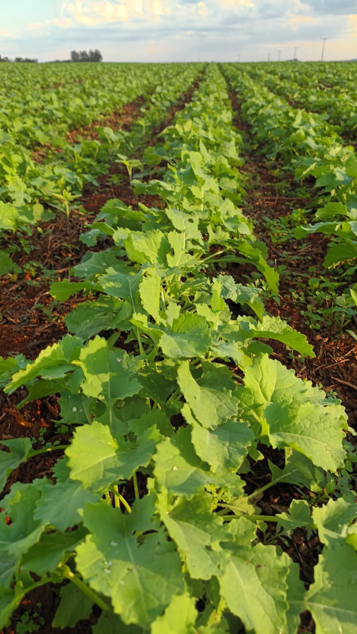 Hilera de canola