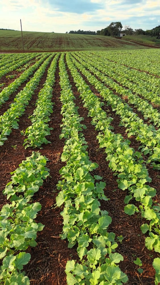 Parcela de canola