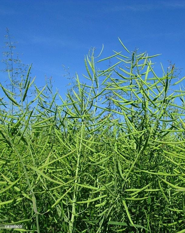 Vainas de canola