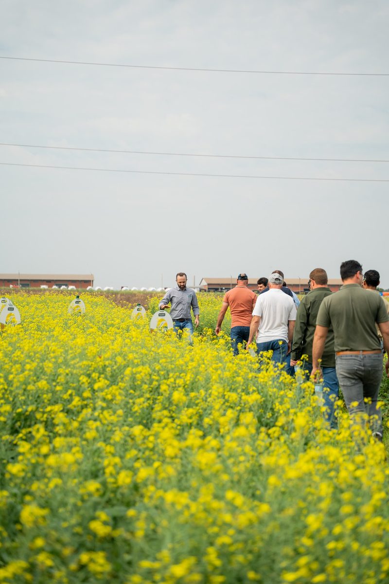 Recorrida de productores por la parcela de canola