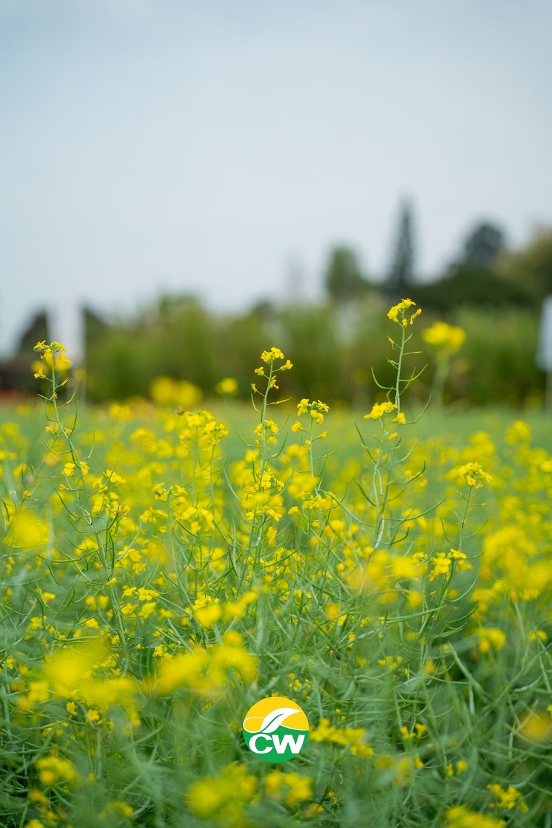 Parcela de canola con carpas de CW Trading al fondo