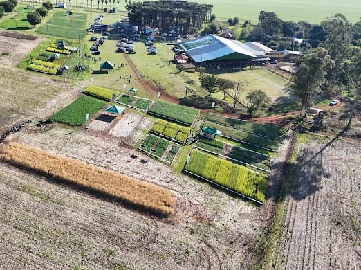 Parcela demostrativa de canola en Itapúa