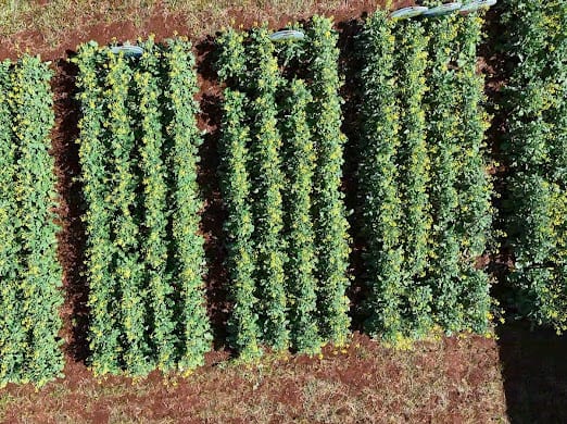 Parcela de canola Bella Vista