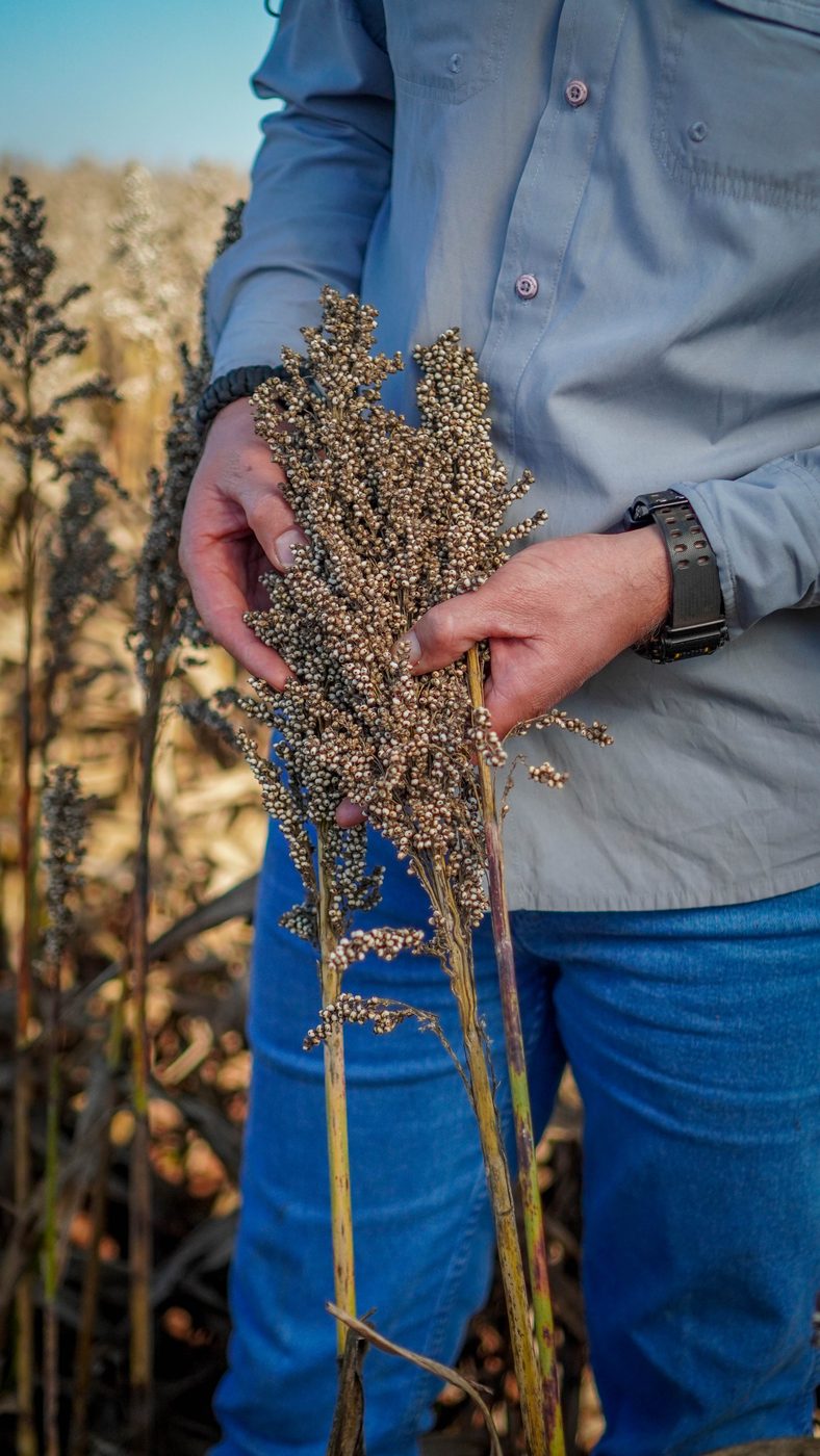 Panojas de sorgo a cosecha